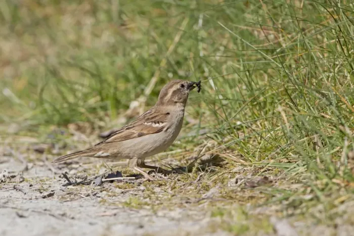 Framed Print : House Sparrow (Passer domesticus) adult female, feeding, with insect prey in beak, standing on ground, Powys, Wales Framed Print : House Sparrow (Passer domesticus) adult female, feeding, with insect prey in beak, standing on ground, Powys, Wales