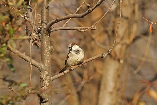 House Sparrow (Passer domesticus) adult male, perched on twig, Bulgaria, January