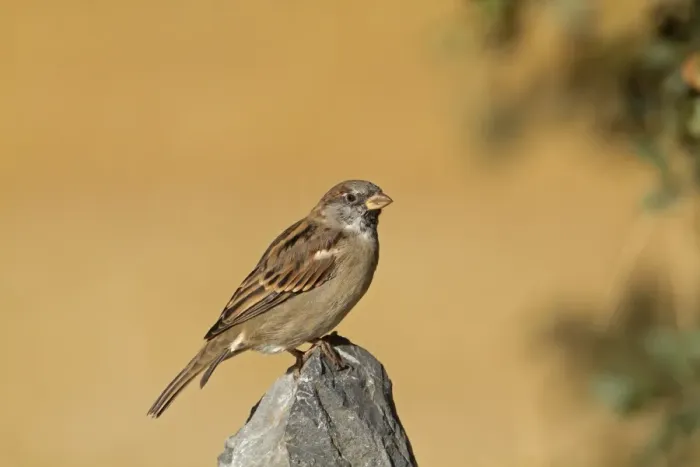 Framed Print : House Sparrow (Passer domesticus) adult male, perched on rock, Northern Spain, september Framed Print : House Sparrow (Passer domesticus) adult male, perched on rock, Northern Spain, september