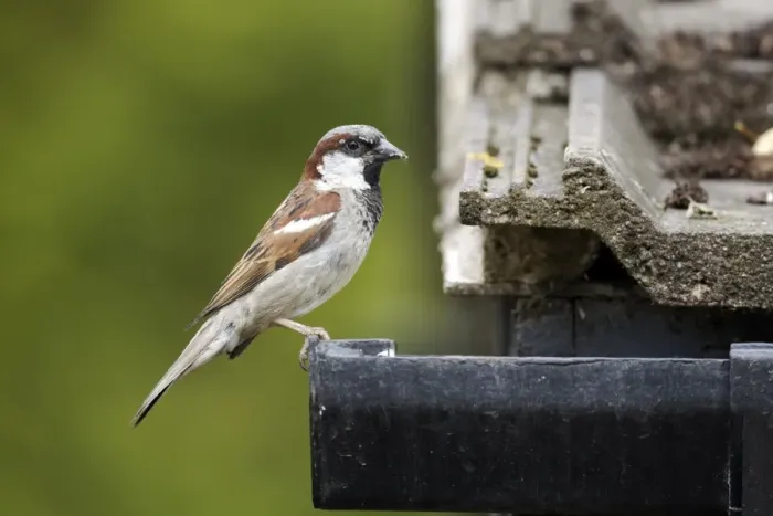 Framed Print : House Sparrow (Passer domesticus) adult male, with food in beak, perched on guttering of tiled roof, Staffordshire Framed Print : House Sparrow (Passer domesticus) adult male, with food in beak, perched on guttering of tiled roof, Staffordshire