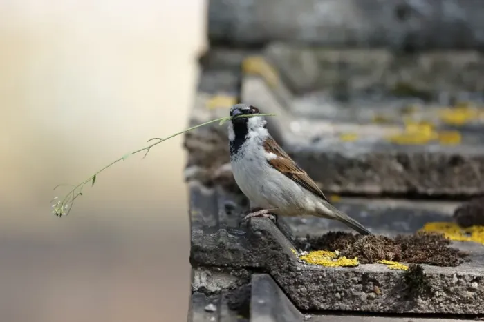 Framed Print : House Sparrow (Passer domesticus) adult male, with nest material in beak, perched on tiled roof, Warwickshire, England Framed Print : House Sparrow (Passer domesticus) adult male, with nest material in beak, perched on tiled roof, Warwickshire, England
