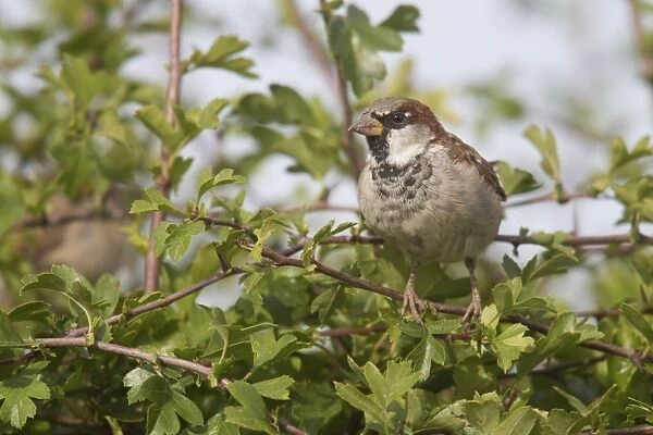 House Sparrow (Passer domesticus) adult male, perched on hawthorn twig in hedgerow, Berwickshire, Scottish Borders