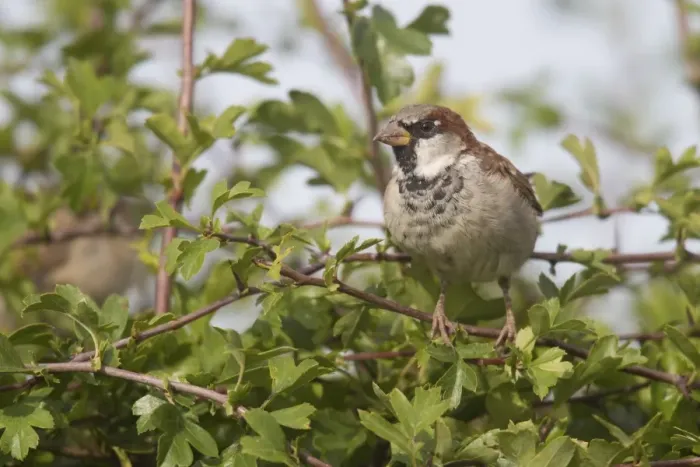 Framed Print : House Sparrow (Passer domesticus) adult male, perched on hawthorn twig in hedgerow, Berwickshire, Scottish Borders Framed Print : House Sparrow (Passer domesticus) adult male, perched on hawthorn twig in hedgerow, Berwickshire, Scottish Borders
