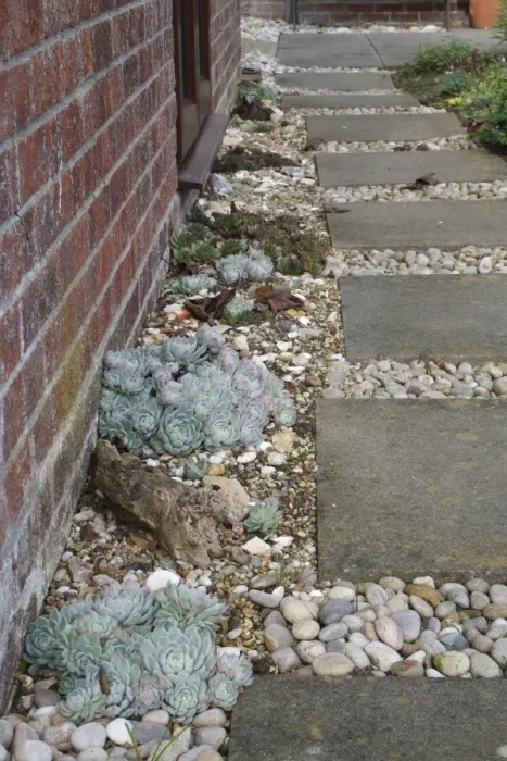 Framed Print : Houseleek (Sempervivum sp. ) growing in gravel, beside garden path with concrete slabs, Suffolk, England, october Framed Print : Houseleek (Sempervivum sp. ) growing in gravel, beside garden path with concrete slabs, Suffolk, England, october