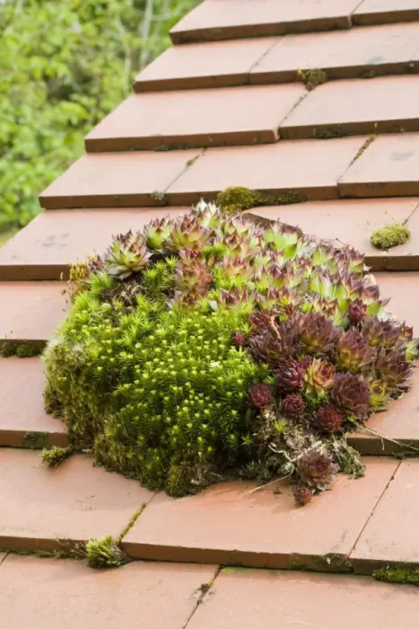 Framed Print : Houseleek (Sempervivum sp. ) and mosses growing on house roof, Milford-on-Sea, Hampshire, England, april Framed Print : Houseleek (Sempervivum sp. ) and mosses growing on house roof, Milford-on-Sea, Hampshire, England, april