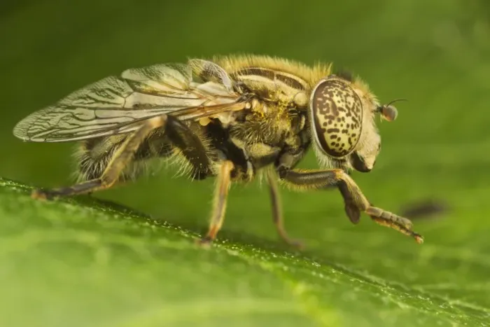 Framed Print : Hoverfly (Eristalinus sepulchralis) adult, resting on leaf, Leicestershire, England, July