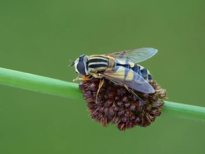 Framed Print : Hoverfly (Helophilus trivittatus) adult, resting on stem, Leicestershire, England, July Framed Print : Hoverfly (Helophilus trivittatus) adult, resting on stem, Leicestershire, England, July