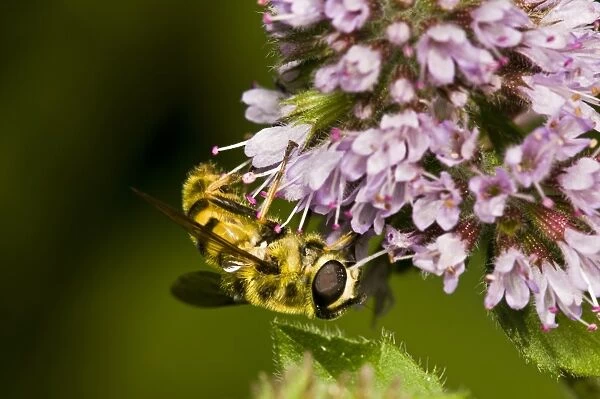 Hoverfly (Myathropa florea) adult, feeding on flowers, Sevenoaks Wildlife Reserve, Kent, England, august