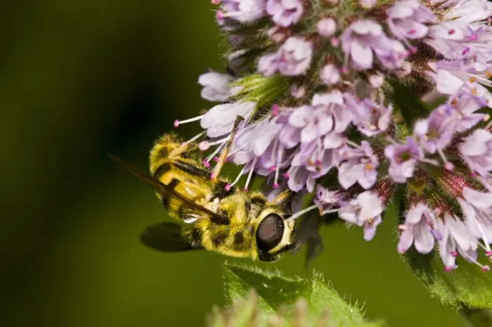 Framed Print : Hoverfly (Myathropa florea) adult, feeding on flowers, Sevenoaks Wildlife Reserve, Kent, England, august Framed Print : Hoverfly (Myathropa florea) adult, feeding on flowers, Sevenoaks Wildlife Reserve, Kent, England, august