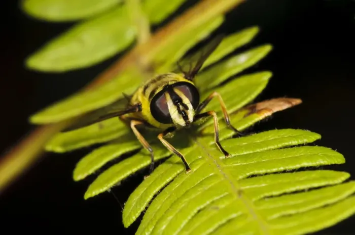 Framed Print : Hoverfly (Myathropa florea) adult, resting on bracken frond in heathland, Bostall Heath, Royal Borough of Greenwich Framed Print : Hoverfly (Myathropa florea) adult, resting on bracken frond in heathland, Bostall Heath, Royal Borough of Greenwich