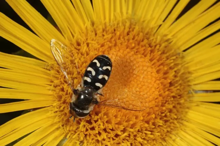 Framed Print : Hoverfly (Scaeva pyrastri) adult female, feeding on inula flower in garden, Powys, Wales, august