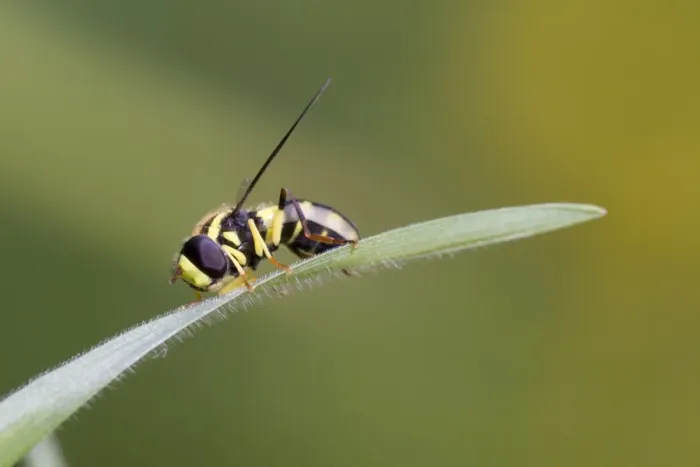 Framed Print : Hoverfly (Xanthogramma pedissequum) adult, resting on grass, Hampshire, England, may Framed Print : Hoverfly (Xanthogramma pedissequum) adult, resting on grass, Hampshire, England, may