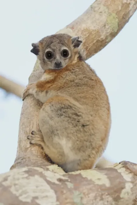 Framed Print : Hubbards Sportive Lemur (Lepilemur hubbardorum) adult, clinging to baobab tree branch in spiny forest Framed Print : Hubbards Sportive Lemur (Lepilemur hubbardorum) adult, clinging to baobab tree branch in spiny forest