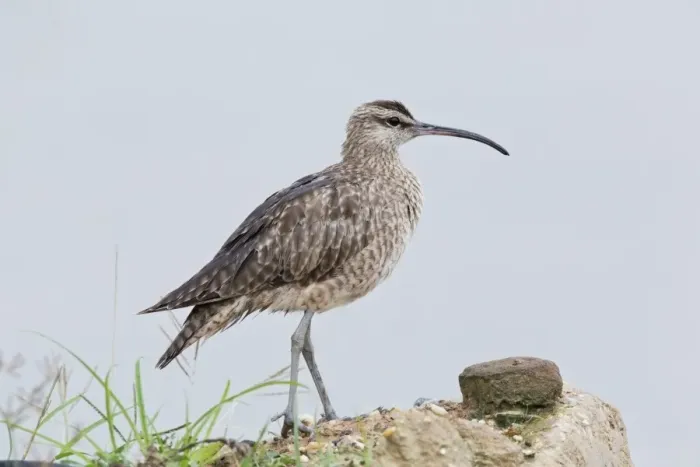 Framed Print : Hudsonian Whimbrel (Numenius hudsonicus) adult, standing on ground, Trinidad, Trinidad and Tobago, November Framed Print : Hudsonian Whimbrel (Numenius hudsonicus) adult, standing on ground, Trinidad, Trinidad and Tobago, November