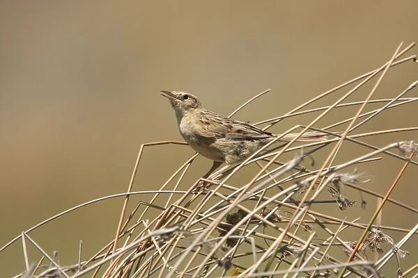 Hudson's Canastero (Asthenes hudsoni) adult, singing, perched on dry stems, Rincon del Cobo, Buenos Aires, Argentina, december