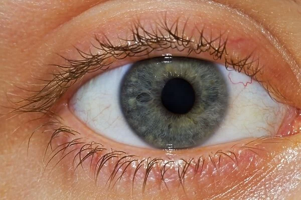 Human, close-up of eye