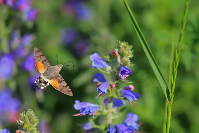 Framed Print : Hummingbird Hawkmoth (Macroglossum stellatarum) adult, in flight, feeding at flowers, Switzerland, June Framed Print : Hummingbird Hawkmoth (Macroglossum stellatarum) adult, in flight, feeding at flowers, Switzerland, June