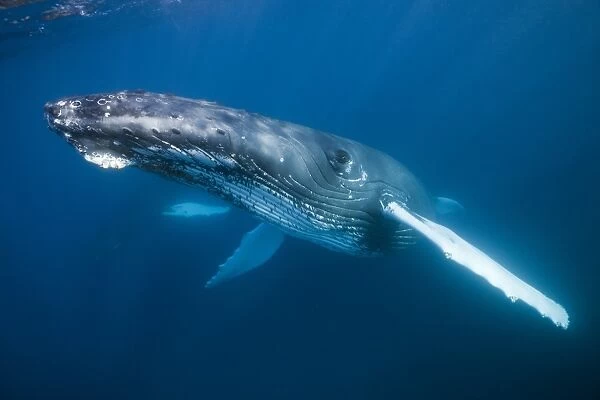 Humpback Whale, Megaptera novaeangliae, Silver Bank, Atlantic Ocean, Dominican Republic