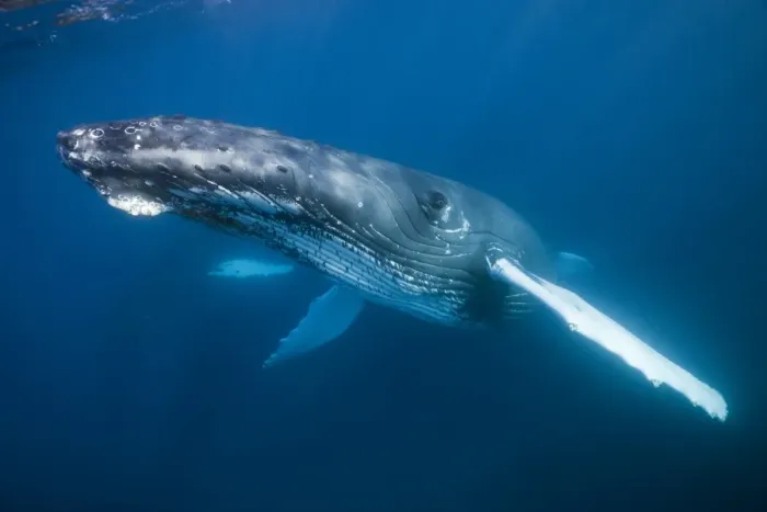 Framed Print : Humpback Whale, Megaptera novaeangliae, Silver Bank, Atlantic Ocean, Dominican Republic Framed Print : Humpback Whale, Megaptera novaeangliae, Silver Bank, Atlantic Ocean, Dominican Republic