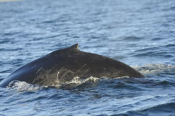 Humpback Whale (Megaptera novaeangliae) adult, dorsal fin at surface of sea, Skjalfandi Bay, Iceland, July