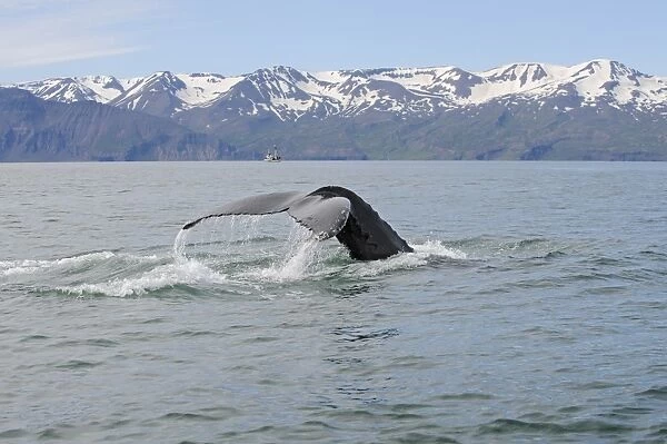 Humpback Whale (Megaptera novaeangliae) adult, tail flukes at surface of sea, Skjalfandi Bay, Iceland, July