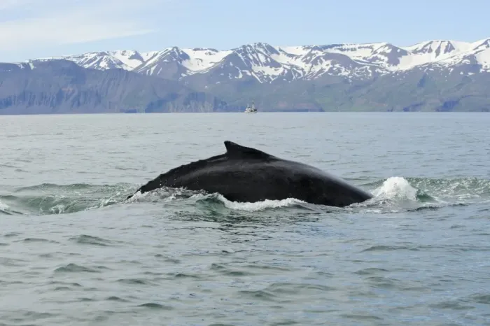Framed Print : Humpback Whale (Megaptera novaeangliae) adult, dorsal fin at surface of sea, Skjalfandi Bay, Iceland, July Framed Print : Humpback Whale (Megaptera novaeangliae) adult, dorsal fin at surface of sea, Skjalfandi Bay, Iceland, July