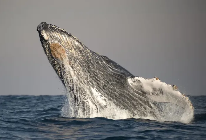 Framed Print : Humpback Whale (Megaptera novaeangliae) adult, breaching at surface of sea, offshore Port St Framed Print : Humpback Whale (Megaptera novaeangliae) adult, breaching at surface of sea, offshore Port St
