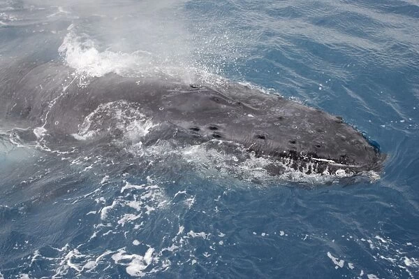 Humpback Whale (Megaptera novaeangliae) adult, close-up of head, surfacing, on migration, Hervey Bay, Queensland, Australia