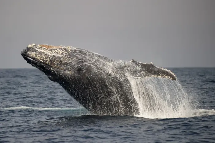 Framed Print : Humpback Whale (Megaptera novaeangliae) adult, breaching at surface of sea, offshore Port St Framed Print : Humpback Whale (Megaptera novaeangliae) adult, breaching at surface of sea, offshore Port St