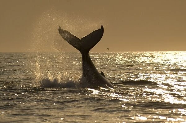 Humpback Whale (Megaptera novaeangliae) adult, splashing with raised tail flukes at surface of sea, at sunrise