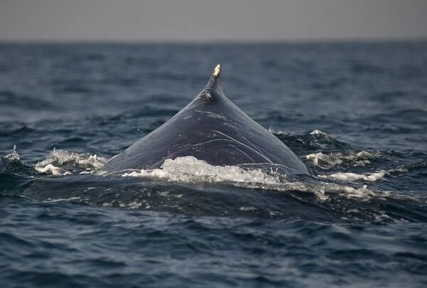 Humpback Whale (Megaptera novaeangliae) adult, dorsal fin and back with scars, swimming at surface of sea, offshore Port St. Johns, Wild Coast, Eastern Cape (Transkei), South Africa