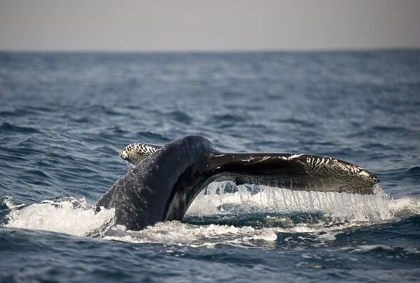 Humpback Whale (Megaptera novaeangliae) adult, tail flukes with unusual markings, at surface of sea, offshore Port St. Johns, Wild Coast, Eastern Cape (Transkei), South Africa