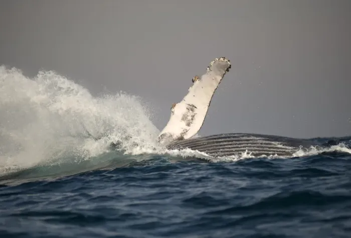 Framed Print : Humpback Whale (Megaptera novaeangliae) adult, breaching at surface of sea, offshore Port St