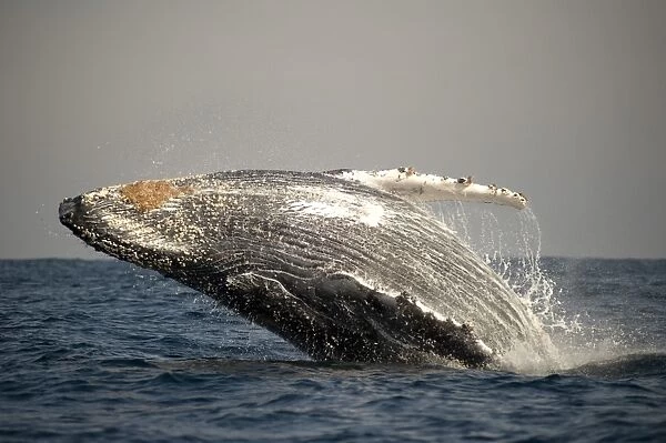 Humpback Whale (Megaptera novaeangliae) adult, breaching at surface of sea, offshore Port St