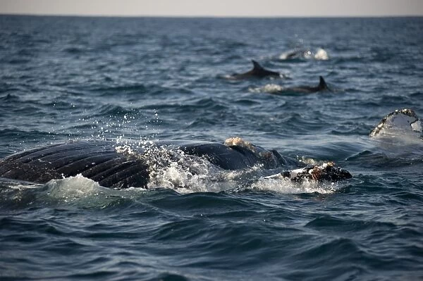 Humpback Whale (Megaptera novaeangliae) adult, swimming at surface of sea