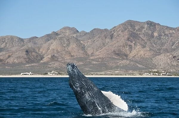 Humpback Whale (Megaptera novaeangliae) adult, breaching, Cabo Pulmo National Marine Park, Baja California Sur, Mexico