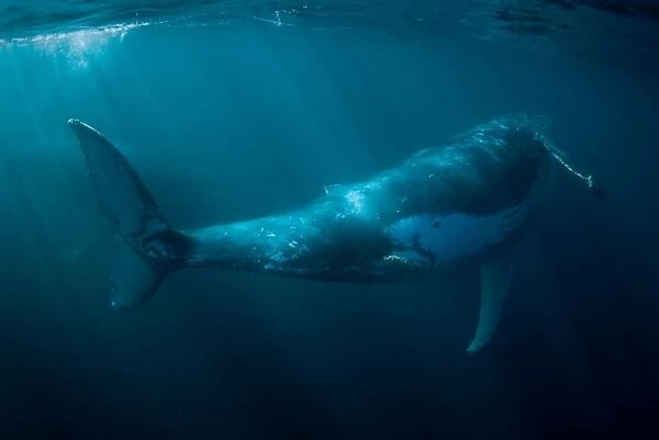 Humpback Whale (Megaptera novaeangliae) two adults, swimming underwater, offshore Port St