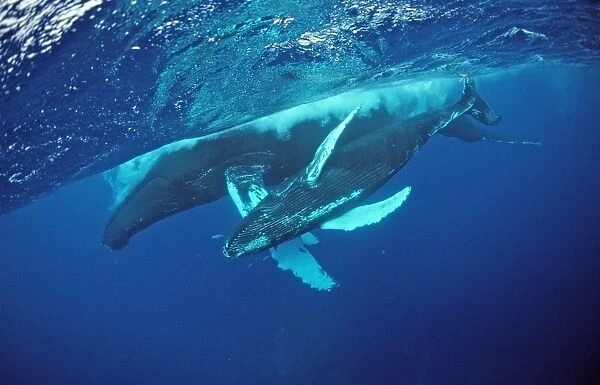 Humpback whale, mother and Calf, Megaptera novaeangliae, Silverbanks, Caribbean Sea, Dominican Republic