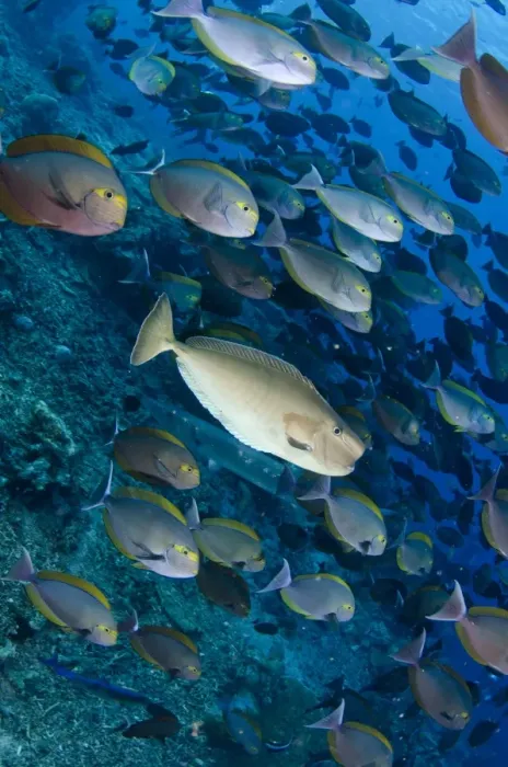 Framed Print : Humpnose Unicornfish (Naso tuberosus) adult, swimming amongst Elongate Surgeonfish (Acanthurus mata) shoal Framed Print : Humpnose Unicornfish (Naso tuberosus) adult, swimming amongst Elongate Surgeonfish (Acanthurus mata) shoal