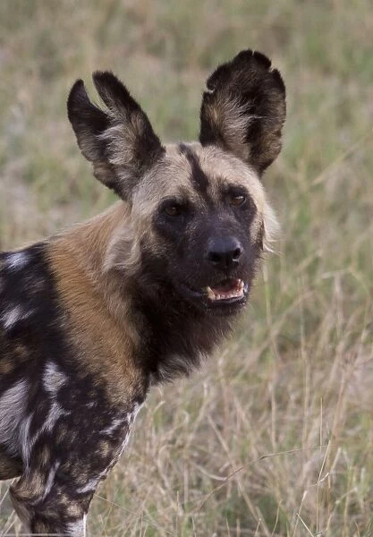 Hunting Dog with battle scar ears. Lycaon pictus is a large canid found only in Africa