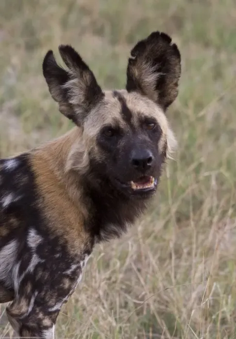 Framed Print : Hunting Dog with battle scar ears. Lycaon pictus is a large canid found only in Africa Framed Print : Hunting Dog with battle scar ears. Lycaon pictus is a large canid found only in Africa
