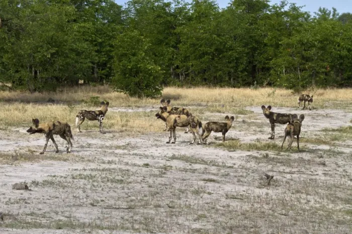 Framed Print : Hunting dog pack. Lycaon pictus is a large canid found only in Africa, especially in savannas Framed Print : Hunting dog pack. Lycaon pictus is a large canid found only in Africa, especially in savannas
