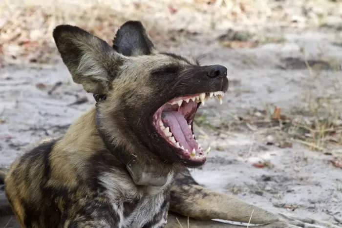 Framed Print : Hunting dog with radio collar yawns. Lycaon pictus is a large canid found only in Africa Framed Print : Hunting dog with radio collar yawns. Lycaon pictus is a large canid found only in Africa