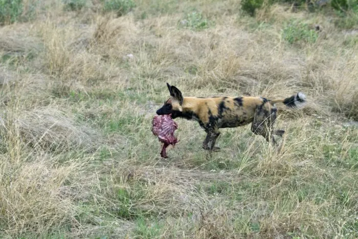 Framed Print : Hunting dog running with part of an Impala. Lycaon pictus is a large canid found only in Africa Framed Print : Hunting dog running with part of an Impala. Lycaon pictus is a large canid found only in Africa