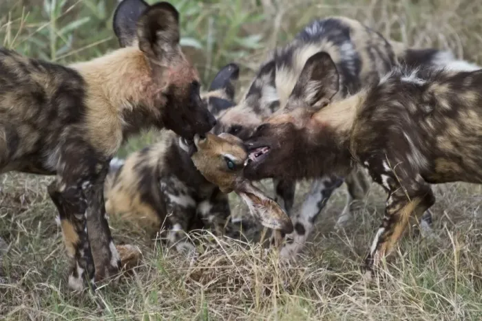 Framed Print : Hunting dogs fighting over impala head. Lycaon pictus is a large canid found only in Africa Framed Print : Hunting dogs fighting over impala head. Lycaon pictus is a large canid found only in Africa