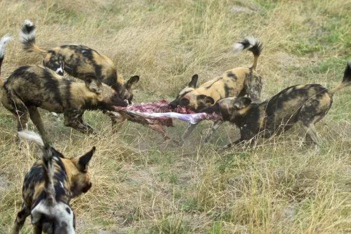 Framed Print : Hunting dogs pull Impala apart. Lycaon pictus is a large canid found only in Africa
