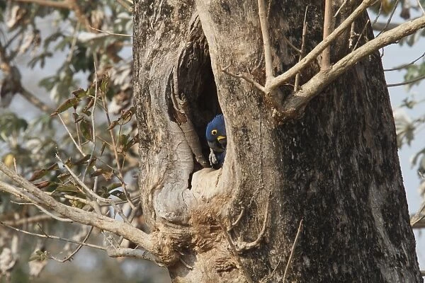 Hyacinth Macaw (Anodorhynchus hyacinthinus) adult, preening, at nesthole in tree trunk, Pantanal, Mato Grosso, Brazil