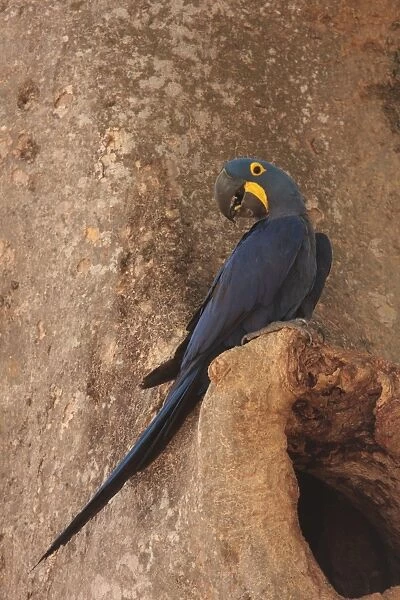 Hyacinth Macaw (Anodorhynchus hyacinthinus) adult, perched at nesthole entrance in tree trunk, Transpantaneira, Mato Grosso, Brazil, september