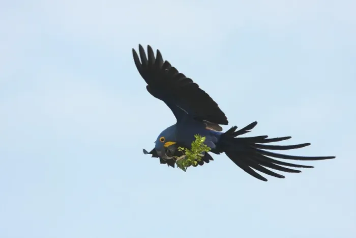 Framed Print : Hyacinth Macaw (Anodorhynchus hyacinthinus) adult, in flight, collecting plant material to line nest, Transpantaneira