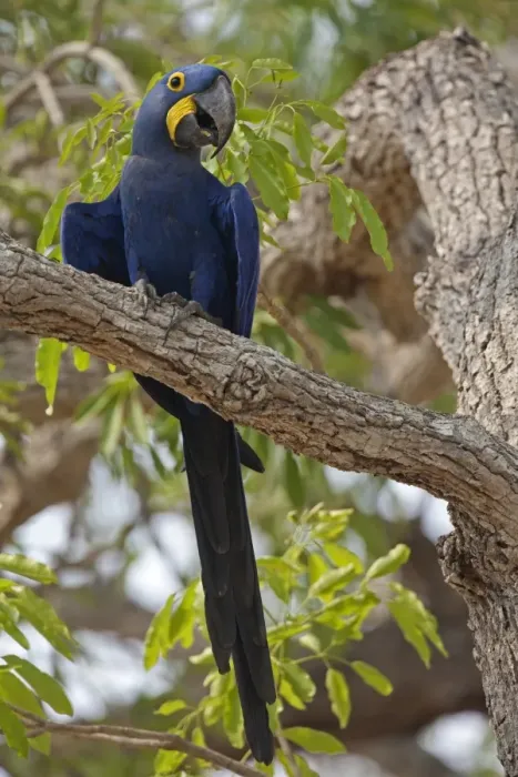 Framed Print : Hyacinth Macaw (Anodorhynchus hyacinthinus) adult, perched on branch, Pantanal, Mato Grosso, Brazil Framed Print : Hyacinth Macaw (Anodorhynchus hyacinthinus) adult, perched on branch, Pantanal, Mato Grosso, Brazil